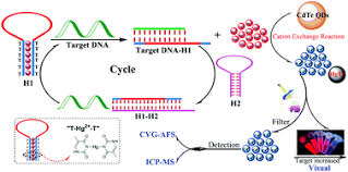 It is a nutrient and it provides the body with energy 17. Visual Cvg Afs Icp Ms Multi Mode And Label Free Detection Of Target Nucleic Acids Based On A Selective Cation Exchange Reaction And Enzyme Free Strand Displacement Amplification Analyst Rsc Publishing