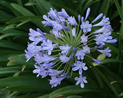 Check spelling or type a new query. Agapanthus Praecox Wikipedia
