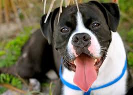 12 Photos Of Our Readers Beautiful Boxers