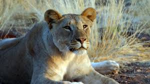 It stretches from the ugab river all the way to the northern reaches of namibia. The Desert Lions About Nature Pbs