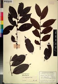 Image result for Platycoryne protearum