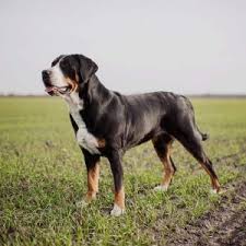 Vom wesen her ist er souverän, ruhig und. Grosser Schweizer Sennenhund Ideale Familienhund Passion Hund