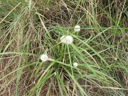 Image result for Tephrosia meisneri