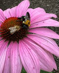 Michelle Mounce (@mychickensmygardens) • Instagram photos and videos