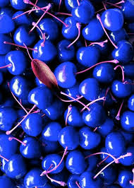 Fruitless Hybridization Fruit Red Fruit Red Color