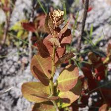 Image result for Rawsonia lucida