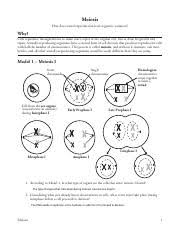 Kami Export 208014 King 17 Meiosis S Pdf Meiosis How Does Sexual Reproduction Lead To Genetic Variation Why Cells Reproduce Through Mitosis To Course Hero