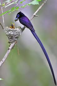 Baby Birds With Yellow Tail Feathers Black Paradise Flycatcher A Male With Very Long Tail Feathers Feeding Chicks By Young Sung Bae Birds Rare Animals Beautiful Birds
