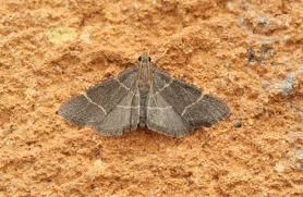 Image result for Cryptolepis hypoglauca