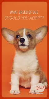 What Breed Of Dog Should You Adopt Answer These Questions To Find Your Perfect Pup Dog Quiz Dog Personality Dogs