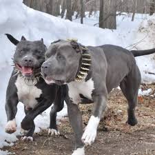 Hopsin And Misty Xxl Bully Pitbull A Pitbulls Bully Dog Bully Pitbull