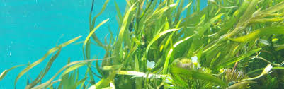 Seaweed is part of a healthy diet and is used in. What Is Seaweed What Is Seaweed Used For Koox Diving