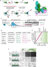 Profilin And Formin Constitute A Pacemaker System For Robust