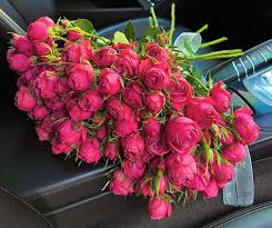 Image result for Thunbergia vogeliana