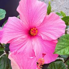 Image result for Hibiscus meyeri