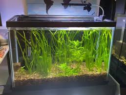 The thing is all of these serve a unique purpose and not all of them can be used indoor growing. Best Clip On Lights For Aquarium And Fish Tank Review Guide Aquaria Passion