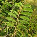 Image result for Grewia holstii