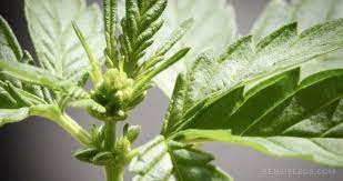 That means growing female cannabis plants. Male Cannabis Plants 7 Things To Do With Males Sensi Seeds