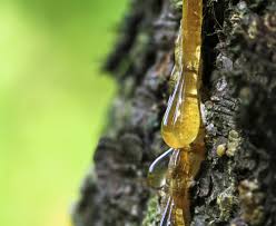 It can drip onto whatever is below, and that can often be your car. Tips For Removing Tree Sap