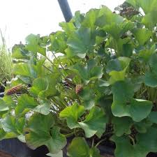 Image result for Gunnera perpensa