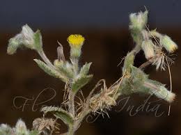 Image result for Blumea