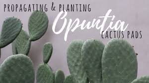Not only is the fruit from the prickly pear cactus edible, but the leaves, or pads, are edible as well. Propagating Planting Opuntia Cactus Pads Youtube