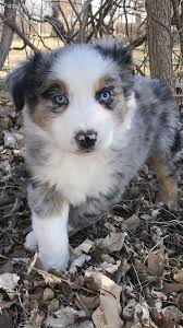 Adopt australian shepherd dogs in ohio. Pin By Doris On Aussie Dog House Cute Dogs Breeds Australian Shepherd Australian Shepherd Puppies