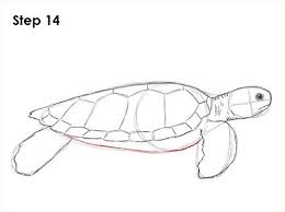 How To Draw A Green Sea Turtle Sea Turtle Drawing Sea Turtle Art Turtle Drawing