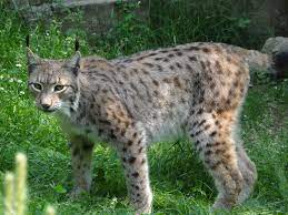 Eurasian Lynx Animal - The Smallest Species Are The Bobcat And The Canada Lynx While The Largest Is The Eurasian Lnx With Conside Lynx Cat Bobcat Canada Lynx