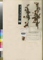 Image result for Acacia kirkii