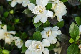 Sweet Tea Gardenia A Reblooming Gardenia Keeps The Fragrant Flowers Coming Through Spring And Evergreen Shrubs Shrubs For Landscaping Evergreen Shrubs Full Sun