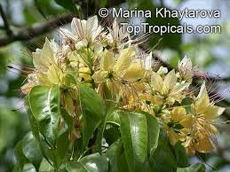 Image result for Crateva