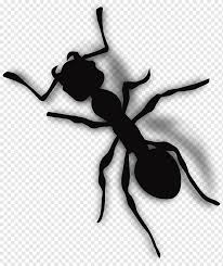 Saya pikir gambar hiu bervariasi. Ant Black Ants Black Hair Black White Monochrome Png Pngwing