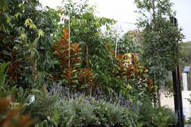 The Tree Shop Your Local Nursery Surry Hills Melbourne Victoria Are you searching for tree planting png images or vector? the tree shop your local nursery