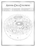 Ask a biologist coloring page | web address: Animal Cell Coloring Worksheets Teaching Resources Tpt
