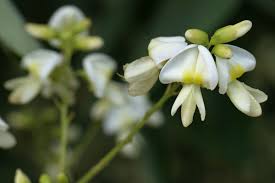 Image result for Styphnolobium