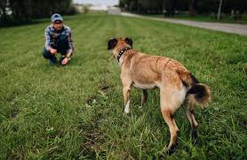 Jul 07, 2021 · however, if your dog is ignoring you, it's time to troubleshoot your training. Building Your Dog S Motivation To Come When Called Zoetis Petcare