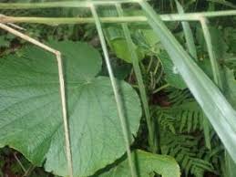 Image result for Piper umbellatum