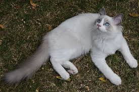 Siamese cats are truly beautiful, intelligent and trainable cats. Do Ragdoll Cats Shed Pets Kb
