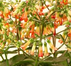 Veel Mensen Zijn Op Zoek Naar Makkelijke Special Blooming Plants Facebook