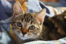 See full list on thesprucepets.com Will Indoor Cats Grow A Winter Coat Nyc Pet Sitters