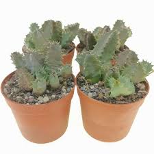 Image result for Huernia thuretii