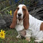 Basset Hound - Wikipedia