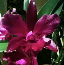 I dig that kind of duality within a single biological unit. Orchid Flower Meaning Sage Spa