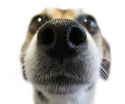 When dogs draw air through their nose. Does A Dry Nose Mean My Dog Is Sick