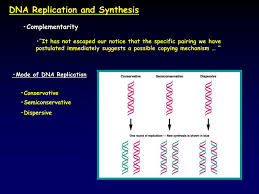 Replication of dna ppt tags : Ppt Dna Replication And Synthesis Powerpoint Presentation Free Download Id 3696677