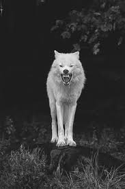 Beautiful Black And White Wolf Pictures Animals Black And White Wolf Nature Forest Wild White Wolf Wolve Arctic Wolf Angry Wolf Livalskare Angry Wolf Animals Black And White Animals Wild