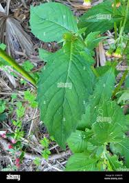 Image result for Crassocephalum picridifolium
