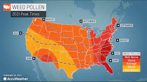 From geography to climate to pollen count,. When Will Allergy Season Peak In 2021 An Allergy Forecast King5 Com
