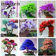 100 Pcs Bag Japanese Azalea Bonsai Rhododendron Azalea Outdoor Flower Bonsai Tree Seedling Diy Plant Home Garden Easy Azalea Flower Tree Seedlings Flower Seeds